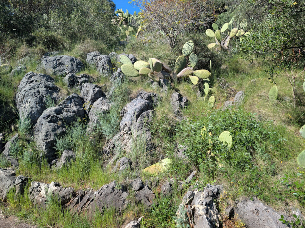 Photo de la végétation du parc du Mont Boron.