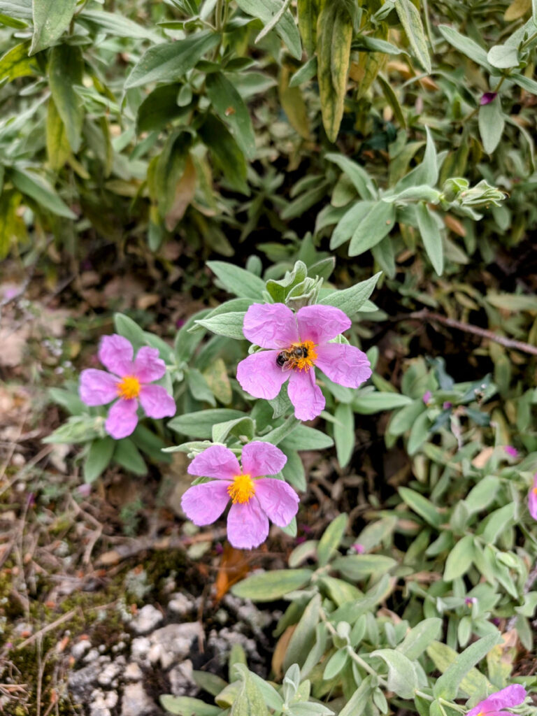 Une abeille qui butine une fleur