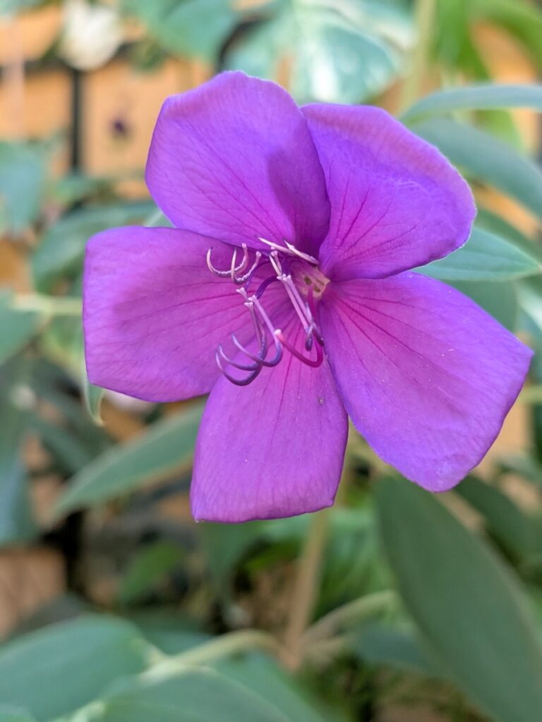 Une belle fleur.