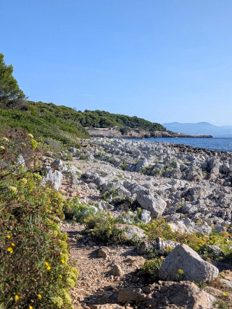 La flore du sentier littoral d'Antibes.