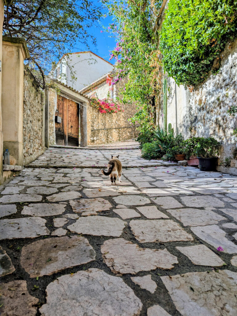 Un chat se balade dans une ruelle de Saint-Jeannet.