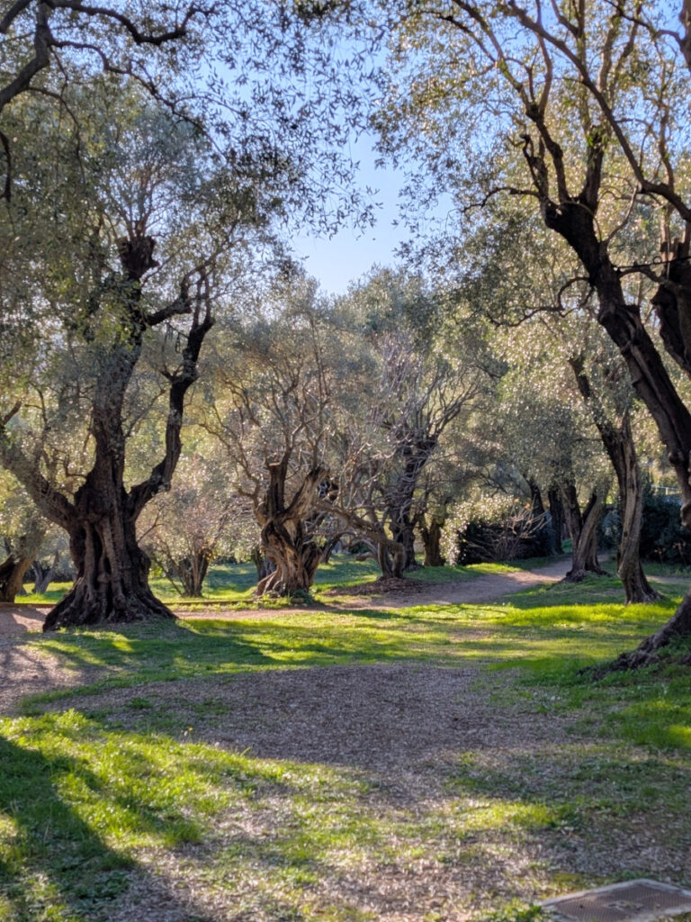 Des oliviers dans le jardin du musée Renoir à Cagnes-sur-Mer.