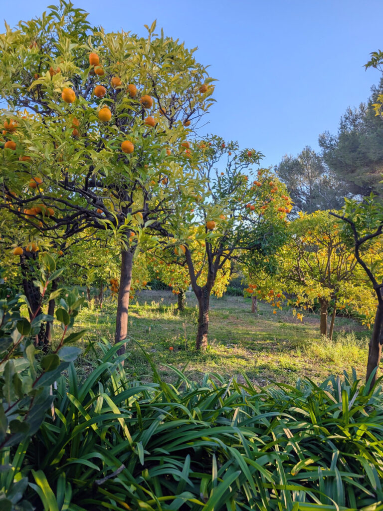 Une Orangeraie.