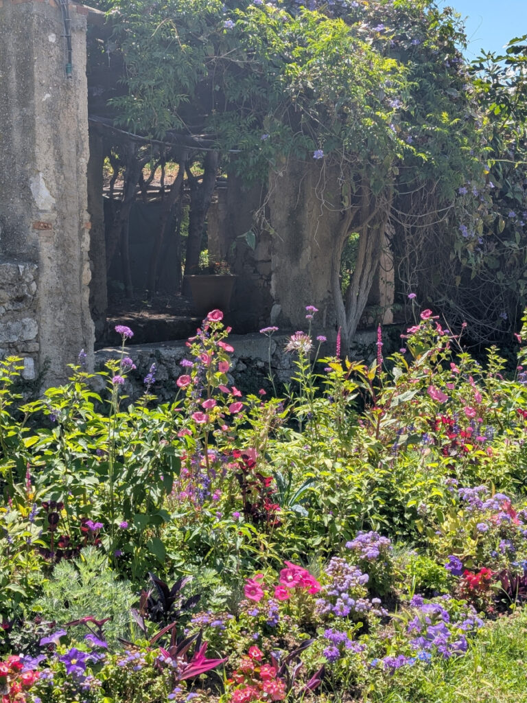 Des fleurs au jardin du Monastère de Cimiez à Nice.