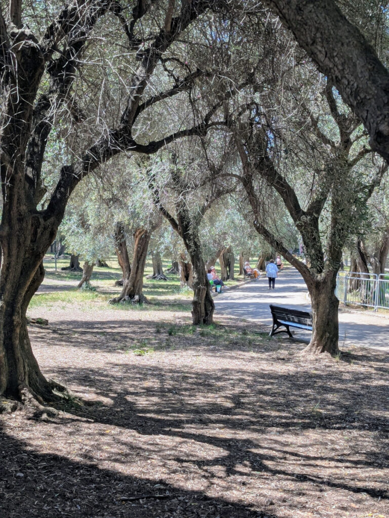 Des oliviers dans le jardin des Arènes de Nice.