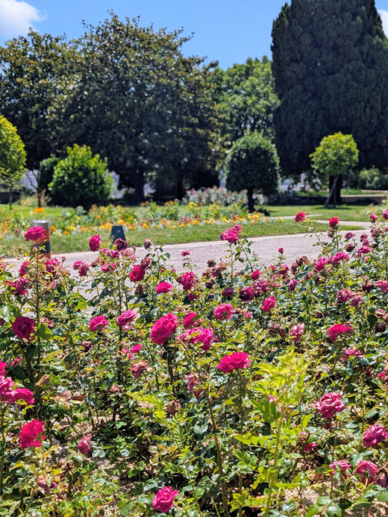 Roseraie du jardin du Monastère de Cimiez à Nice.