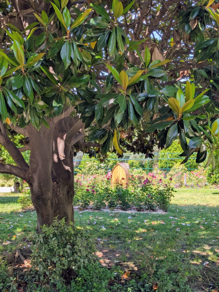 Un arbre au jardin du Monastère de Cimiez.